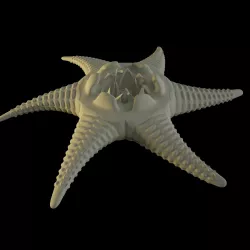 Starfish Free 3D model