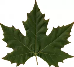 Sycamore Leaf Scanned Texture Pack Texture
