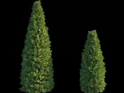 Thuya Smagard Free 3D model