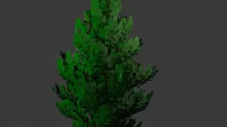 Tree- Conifer Free 3D model