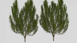 Tree plant Free 3D model
