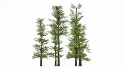 Tree V15 Free 3D model
