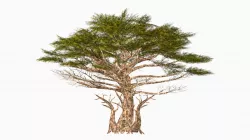 Tree V18 Free 3D model