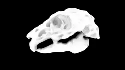 Two Animal Skulls Free 3D model