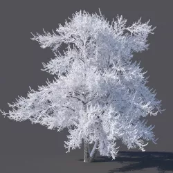 Winter tree 3D model