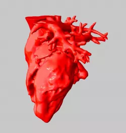 Anatomical Human Heart 3D print model