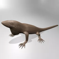 Anole lizard 3D print model