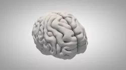 Brain Free 3D model