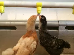 Chicken Watering System