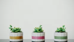 Decorative Cactus Vase Free 3D model