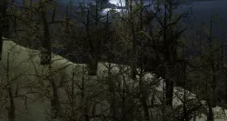Dry Tree Free 3D model