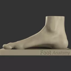 Foot reference  3D print model