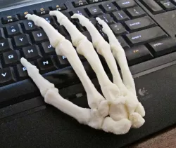Human Hand-Right Full Scale assembled 3D print model