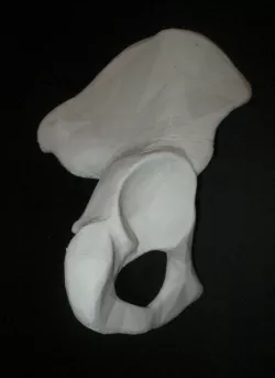 Human Hip Bone-Right two pieces 3D print model