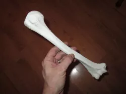 Humerus Bone - Right Human Upper Arm 3D print model