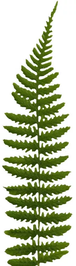 Lady Fern Frond Texture Pack Free 3D model