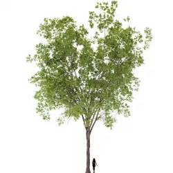Maple Tree Free 3D model