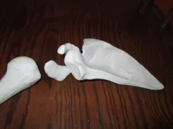 Shoulder Blade - Right Human Scapula Full Scale 3D print model