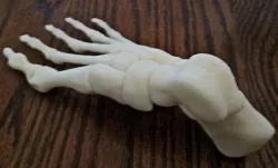 Skeleton Bones Foot-Right Human 3D print model