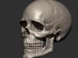 Skull 3D print model