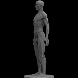 Male Ecorche Human Anatomy Reference 3D print model