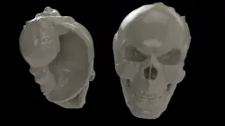 Skull-hermit-crab-shell 3D print model