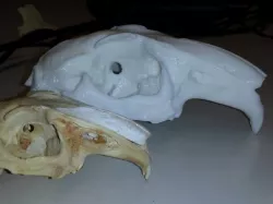 Skull of an European Rabbit (Oryctolagus cuniculus)