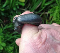 Alien Ring 3D print model