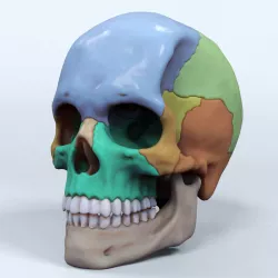 Artist Sculpted Skull Reference 3D print model