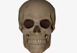 Skull 3D Print 3D print model