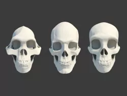 3 Skulls collection Neanderthal Human and Australopithecus Set 