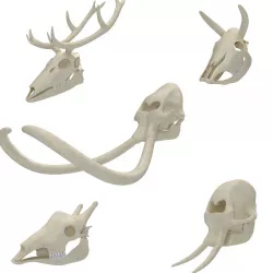 Animal Skulls 3D Model Collection