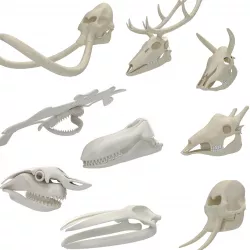 Animal Skulls 9 in 1  3D Model Collection