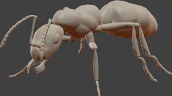 Ant Model Low-poly  3D model