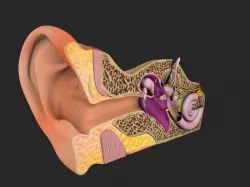 Auditory System 3D model