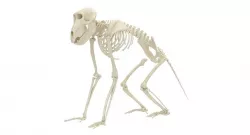 Baboon Skeleton 3D model