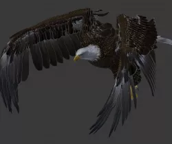 Bald eagle 3D model