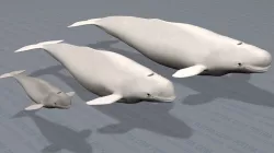 Beluga Whales Family -Delphinapterus Leucas- Male Female Calf -  3D model