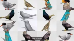 Birds 3D Model Collection