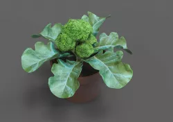 Broccoli in a pot  3D model