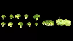 Broccoli Low-poly  3D model