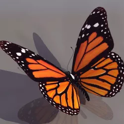 Butterfly 3D model