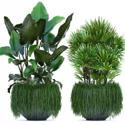 Collection Exotic plants 3D model