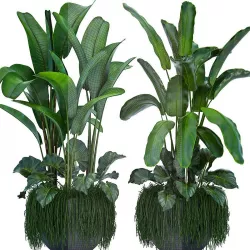 Collection Exotic plants 3D model