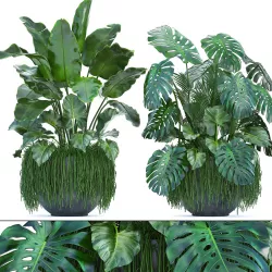 Collection Exotic plants 3D model