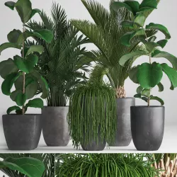 Collection Exotic plants 3D model