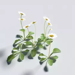 Daisy Pack 3D model