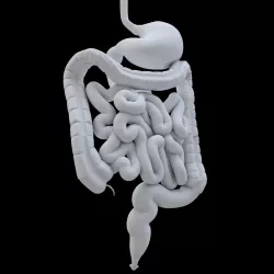 Digestive system 3D model