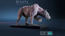 Digital Grizzly bear anatomy Atlas for Artists and creature FX Low-poly  3D model