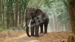 Elephant 3D model